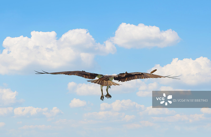 鹗抓住鱼的尾部图片素材