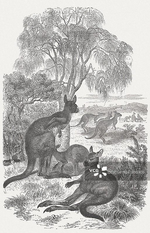 巨型袋鼠木刻版画，1875年图片素材