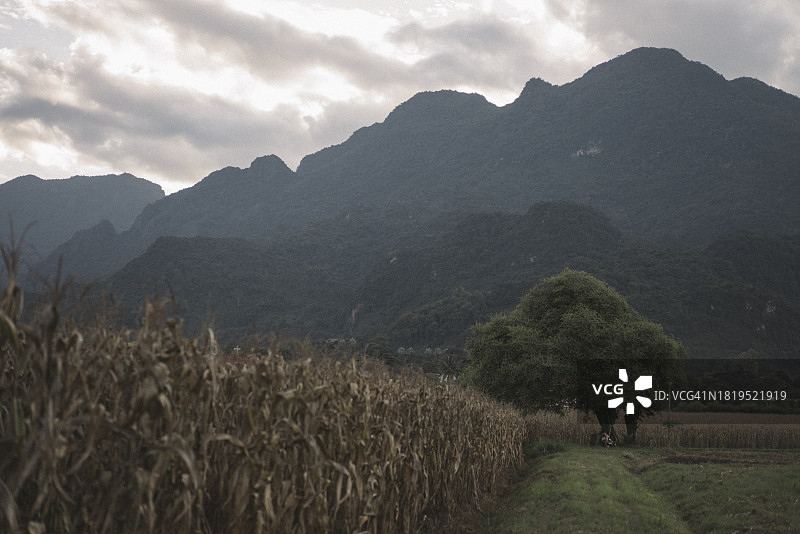 玉米田与粮食危机形势：全球粮食危机概念图片素材