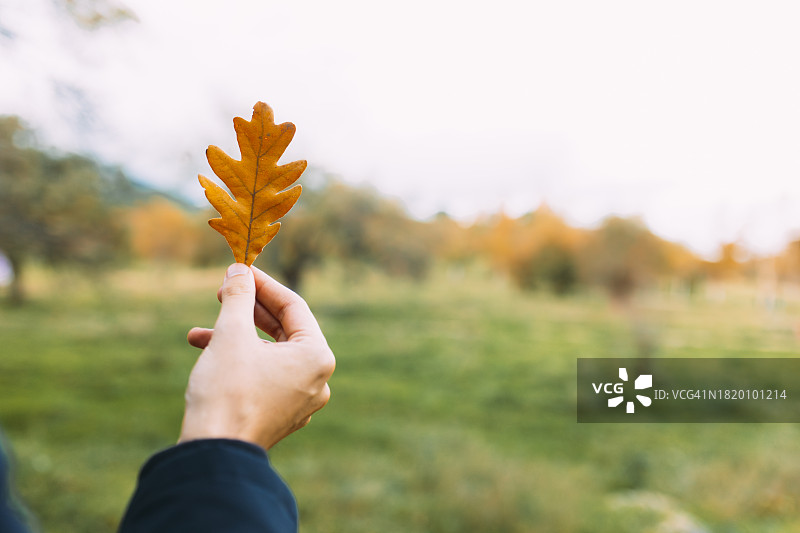 手拿橡树叶图片素材