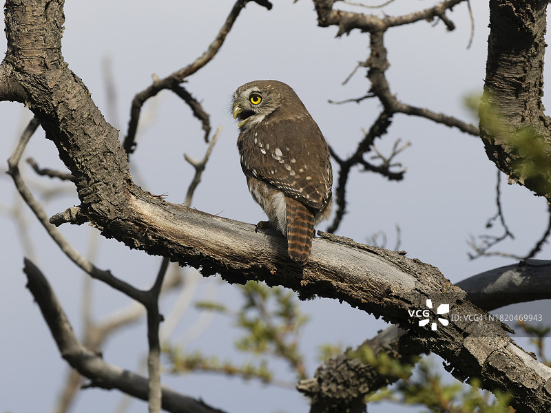澳洲侏儒猫头鹰图片素材
