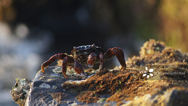 岩石上的螃蟹特写图片素材