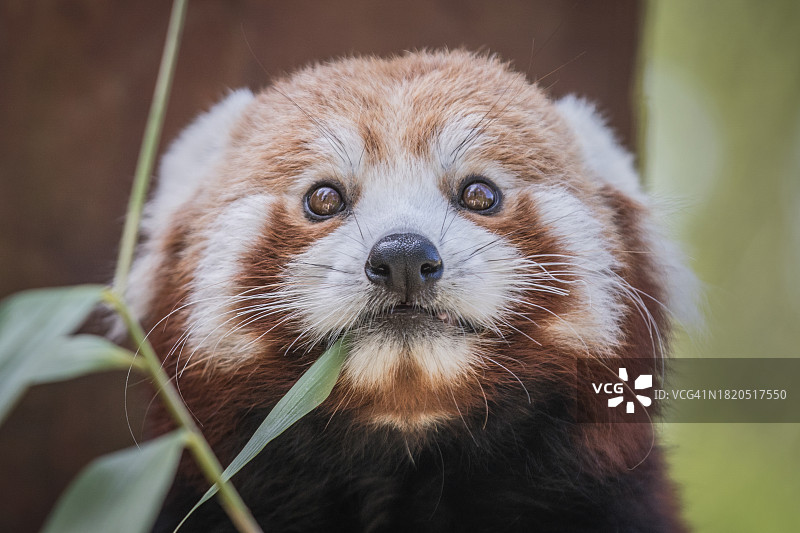英国看向远方的猫鼬特写图片素材