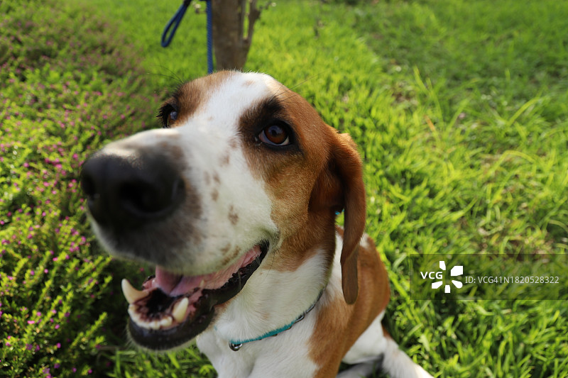猎犬在田野上的特写图片素材