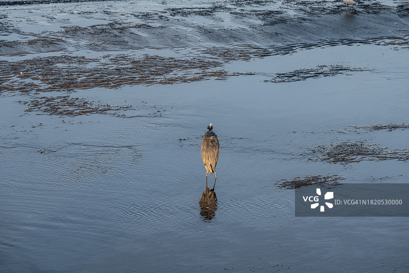 加拿大白石镇湖畔栖息的水鸟图片素材