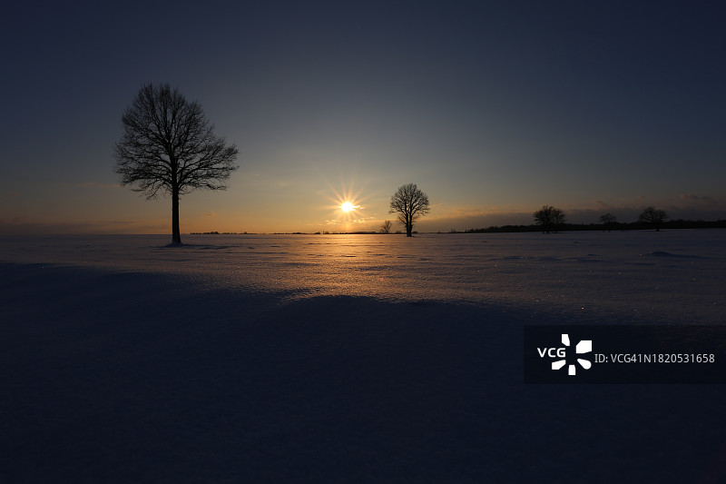 日落时分雪原上光秃秃的树木的轮廓图片素材