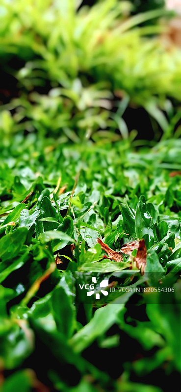 美国加利福尼亚州沃特福德的新鲜绿叶特写图片素材
