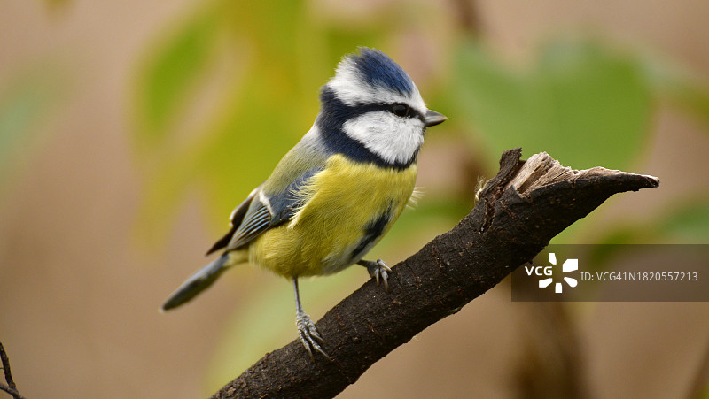 栖息在树枝上的山雀特写图片素材