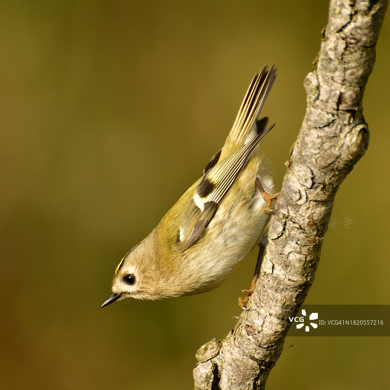 戴胜鸟栖息在树枝上的特写图片素材