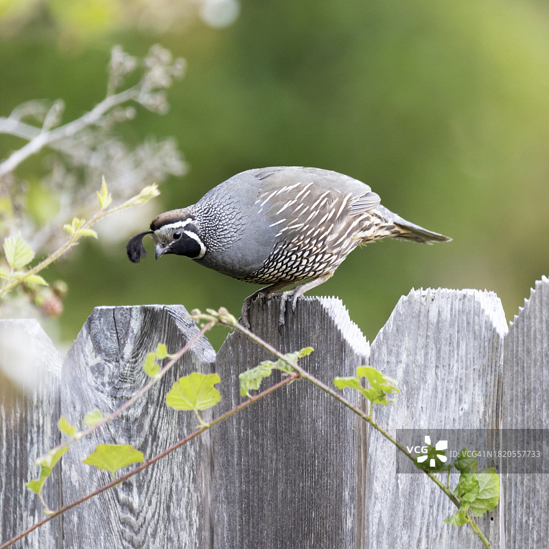 加州鹌鹑栖息在木桩上的特写，克莱恩，加利福尼亚州，美国图片素材