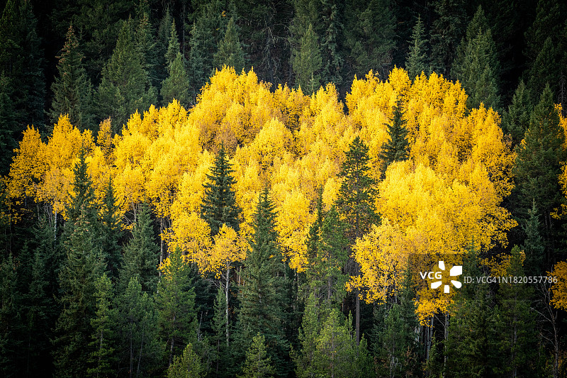美国怀俄明州莫兰市秋季森林中的松树美景图片素材