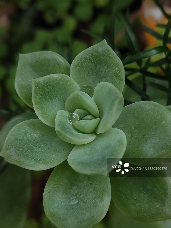 肉质植物特写图片素材