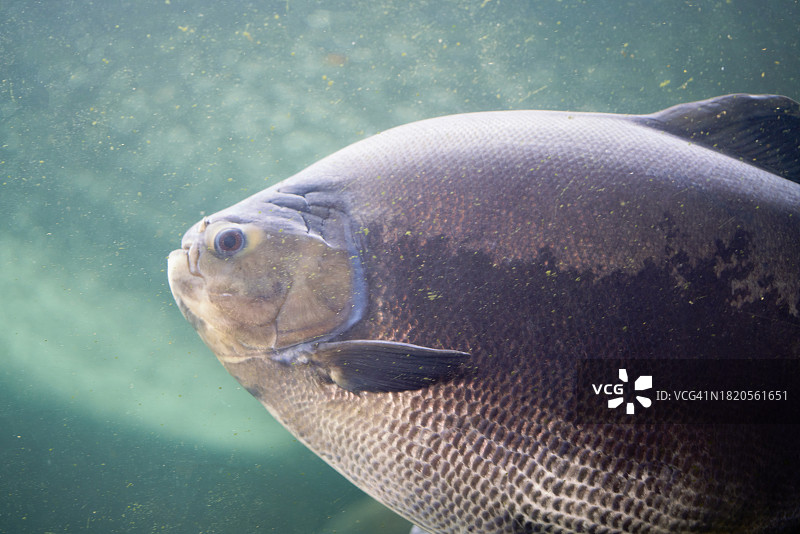 水族箱中平静地游动并看向镜头的食人鱼的侧视图图片素材