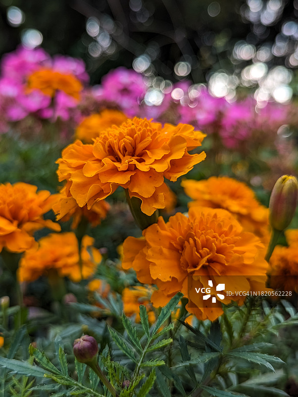 黄色开花植物的特写图片素材