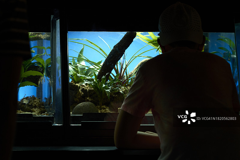 参观水族馆并观看动物的年轻女孩的背影图片素材