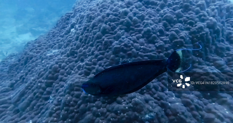 热带海水鱼在海中游泳特写图片素材