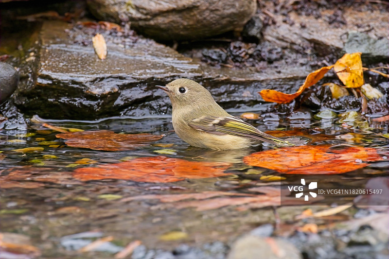 戴菊鸟图片素材