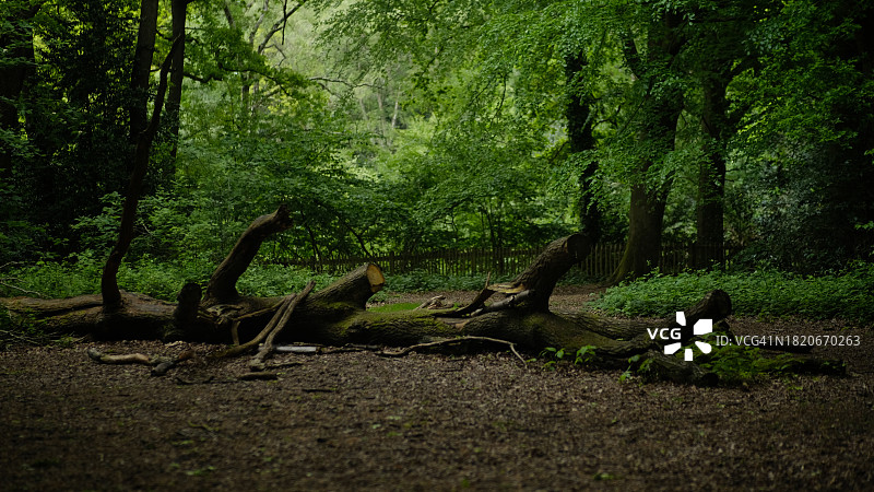 森林中的树木图片素材