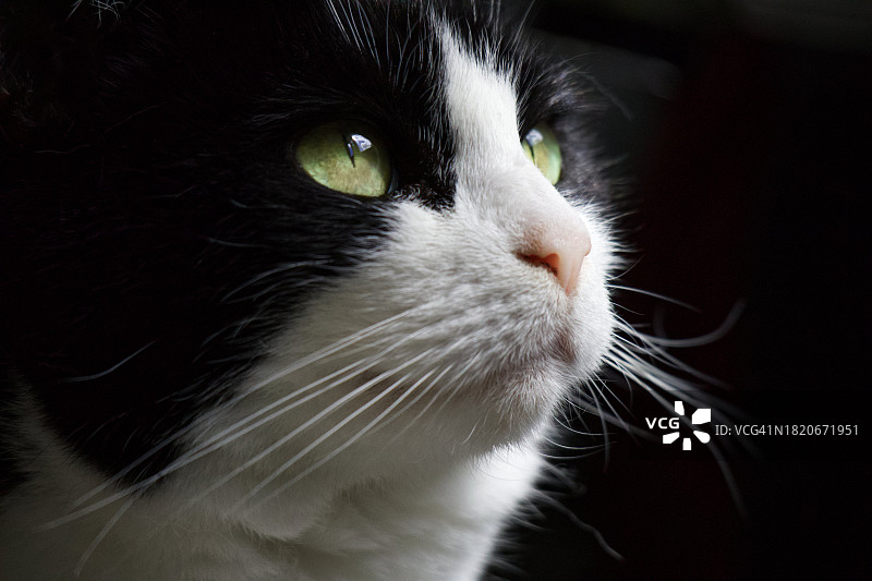 看向远方的猫咪特写，英国图片素材