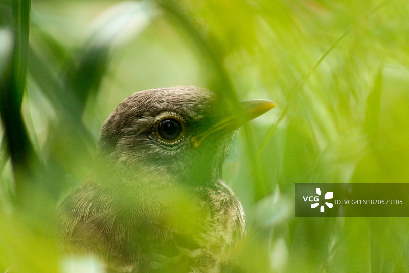 啄木鸟栖息在植物上的特写，圣奥古斯丁，佛罗里达州，美国图片素材