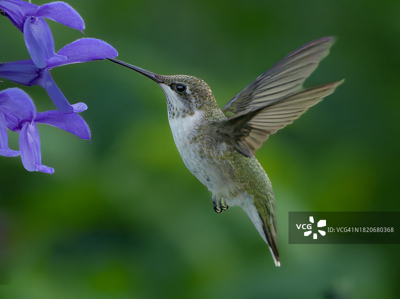 蜂鸟飞过喂食器特写，美国伊利诺伊州新特里尔镇图片素材