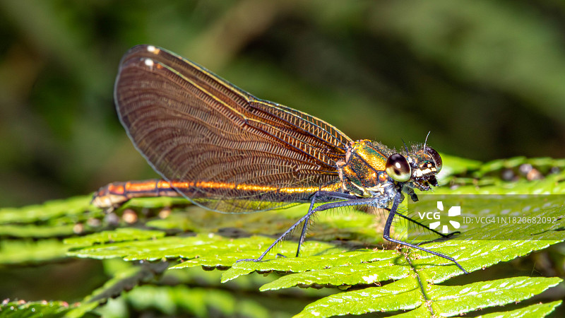 豆娘在叶子上的特写图片素材