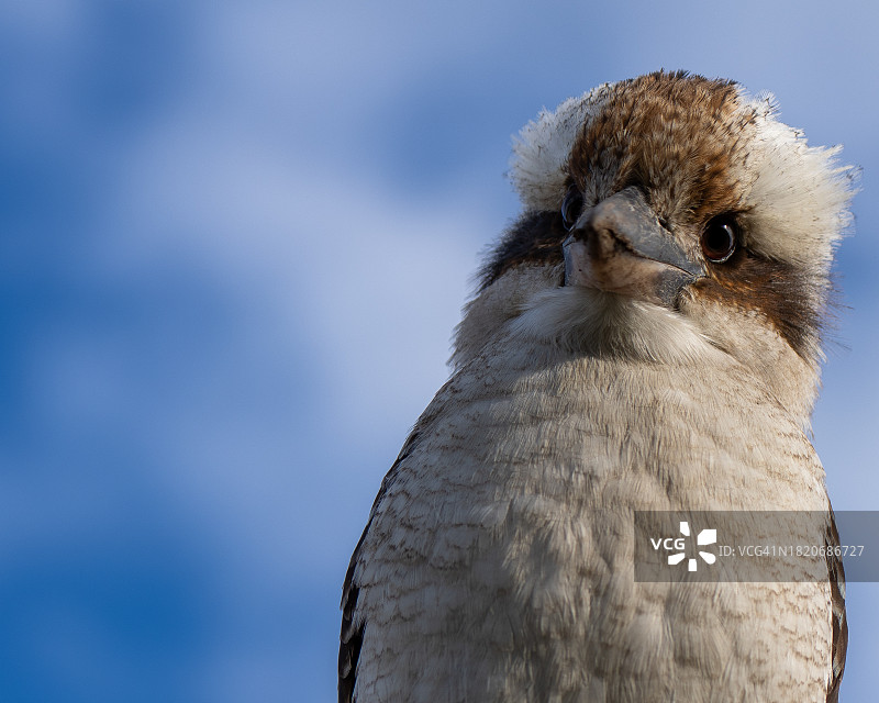 澳大利亚歌带鹀特写图片素材