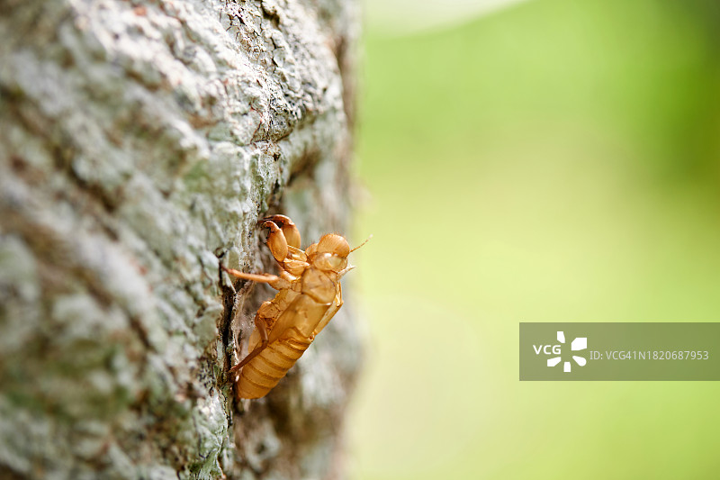木头上的蚂蚁特写图片素材