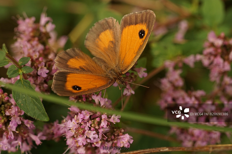 蝴蝶在花上采蜜特写，荷兰芬洛格罗特海德图片素材
