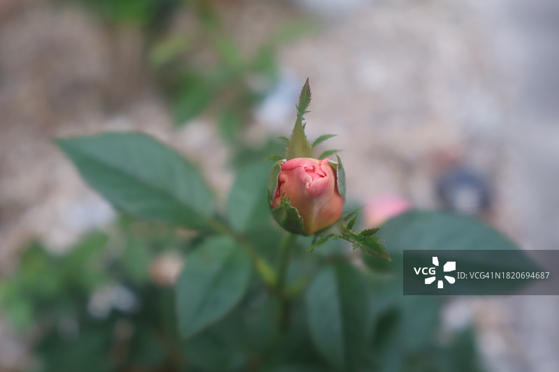 红色玫瑰花蕾特写，美国北卡罗来纳州曼特奥图片素材