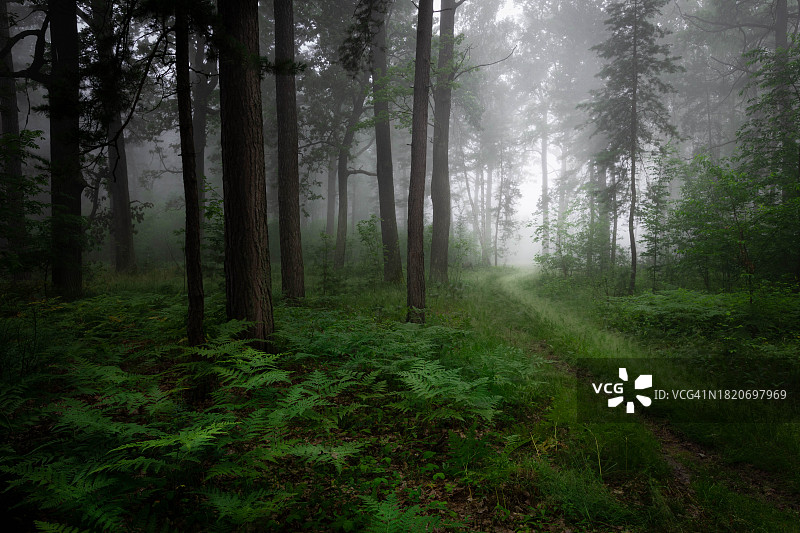 森林中的树木图片素材