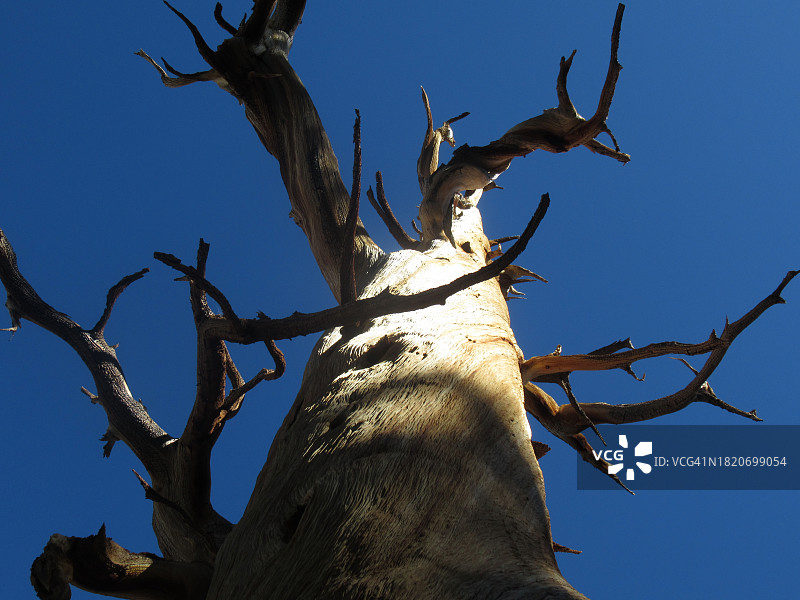 美国蓝天下的树木仰视角度图片素材