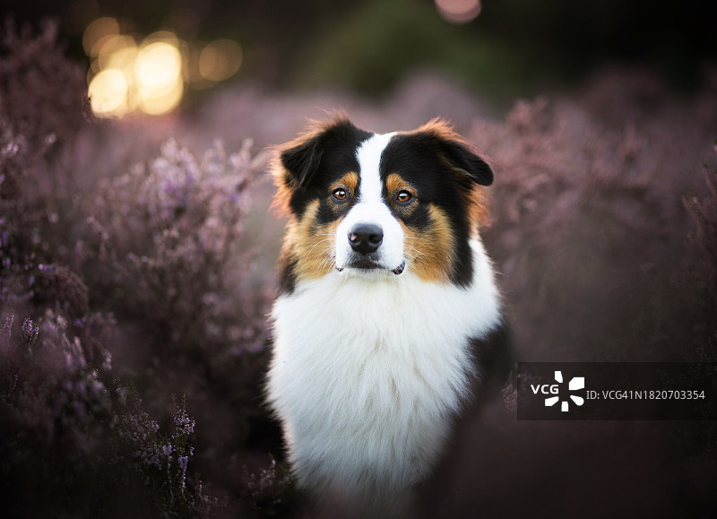 荷兰：站在田野上的澳洲牧羊犬肖像图片素材