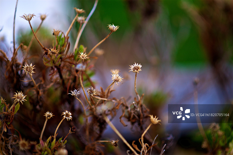 田野开花植物特写图片素材