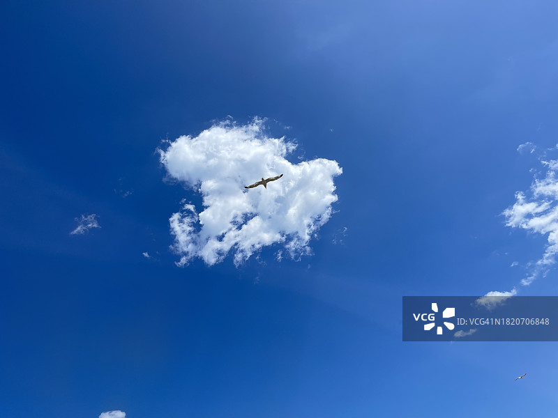 仰视视角：飞机飞过蓝天图片素材