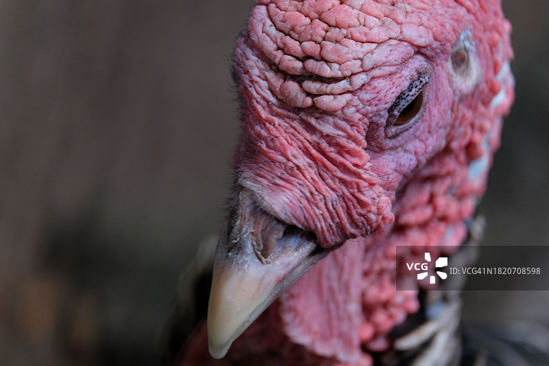 鸡的特写图片素材