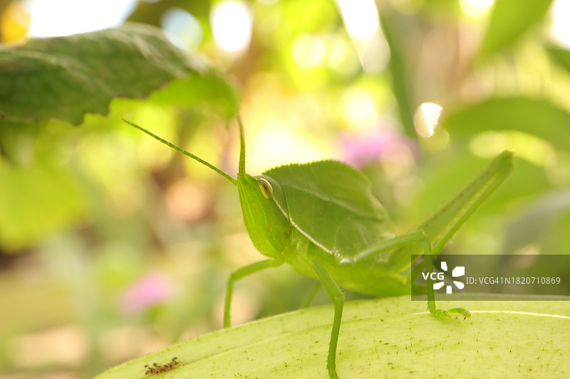 植物上的螳螂特写图片素材