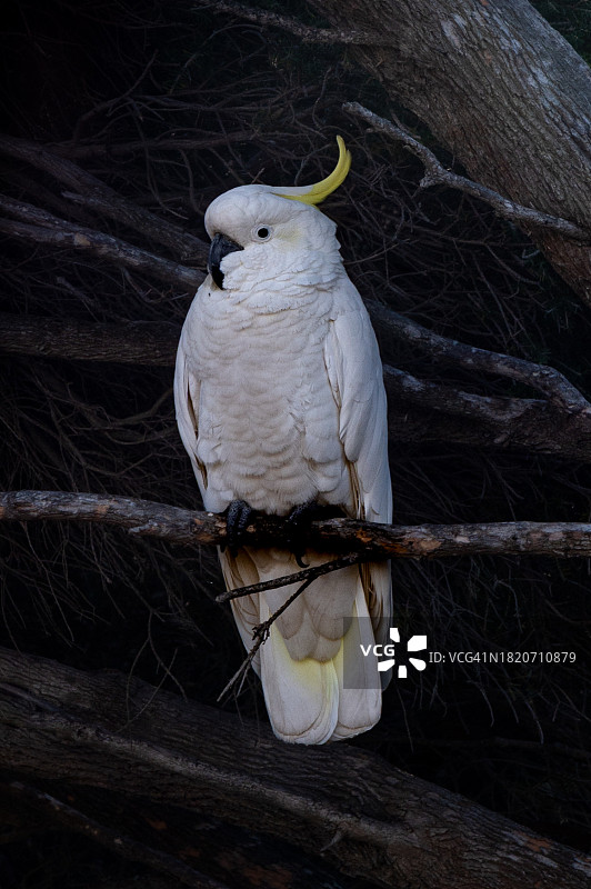 鹦鹉栖息在绳索上的特写图片素材