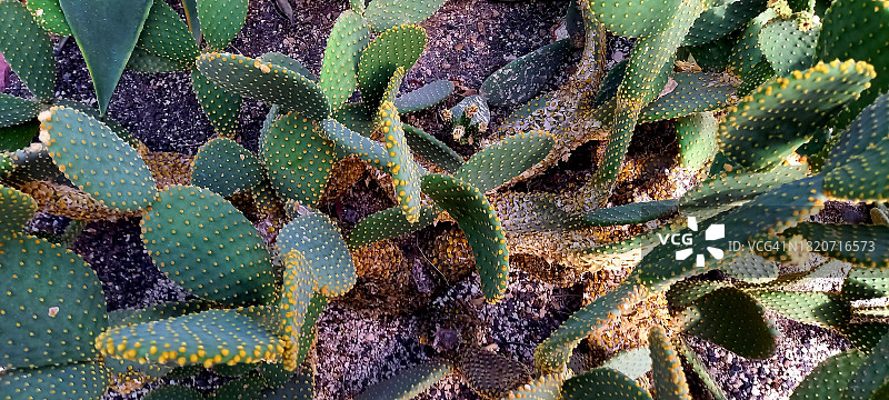 仙人掌特写镜头图片素材