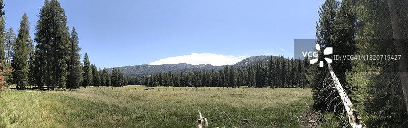 加利福尼亚州田野上的树木景观，美国图片素材