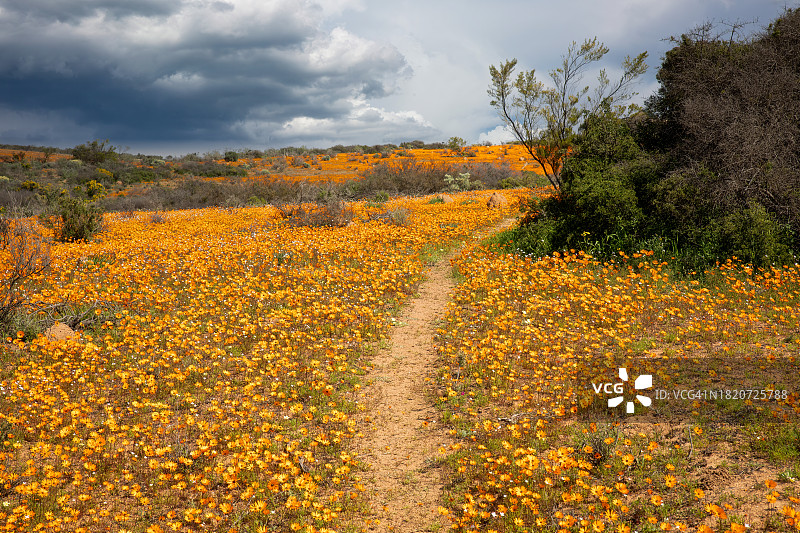 天空下田野里的黄色花卉图片素材