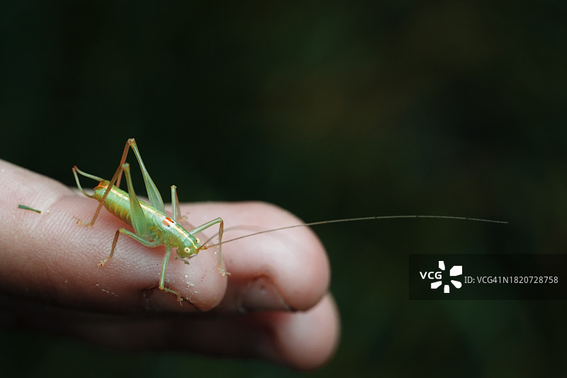 手上的昆虫特写图片素材