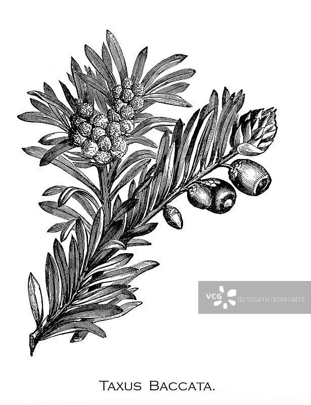 古老的雕刻插图：植物学，欧洲红豆杉图片素材