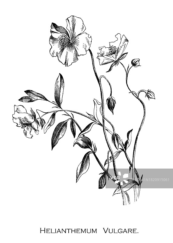 岩蔷薇植物古版画，岩蔷薇属，原产于欧洲图片素材