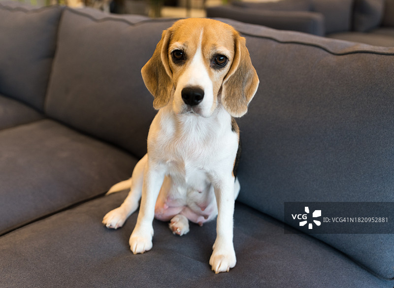 比格犬幼犬在灰色沙发上玩耍图片素材