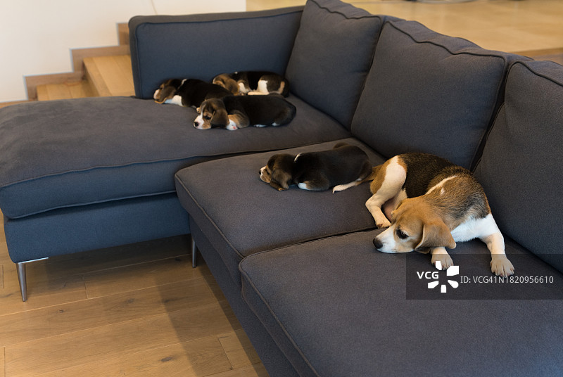 比格犬幼犬在灰色沙发上玩耍图片素材