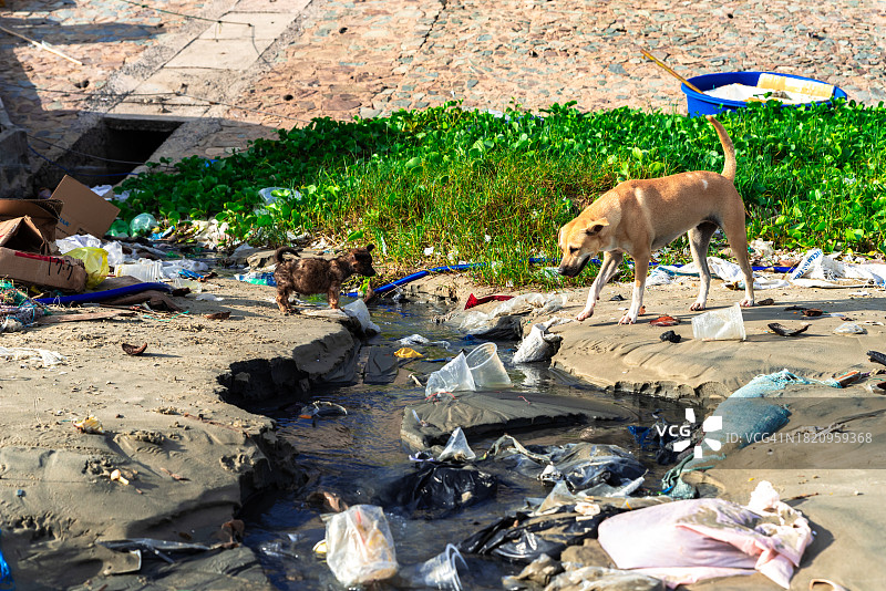 幼犬和它的母亲在满是垃圾的海滩上散步图片素材