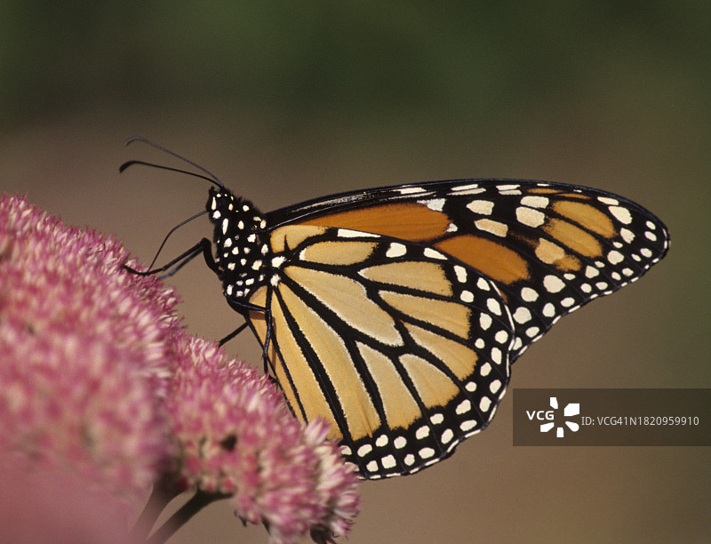 帝王蝶在景天植物上南迁采蜜图片素材