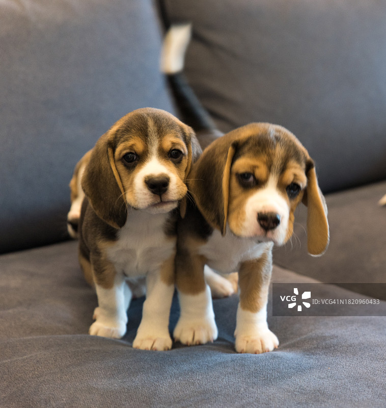 比格犬幼犬在灰色沙发上玩耍图片素材