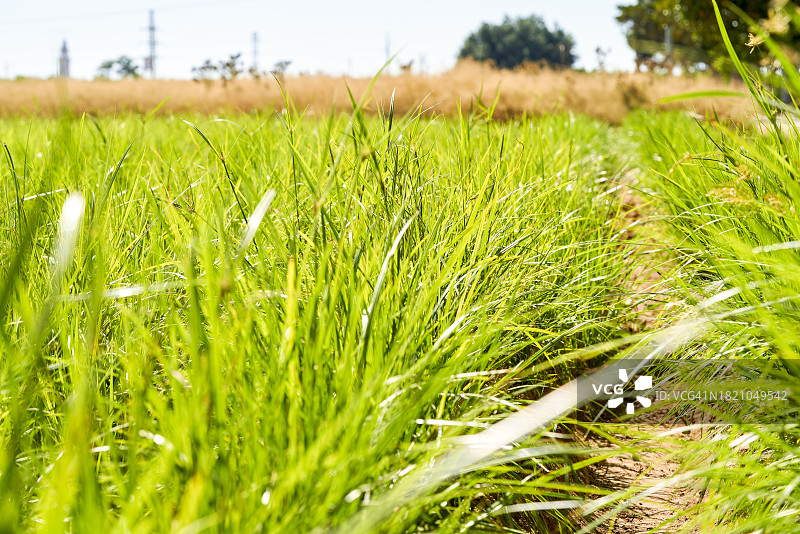 户外：传统农业作物田地的黄色香附子图片素材
